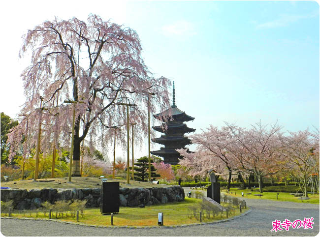 京都の桜東寺1