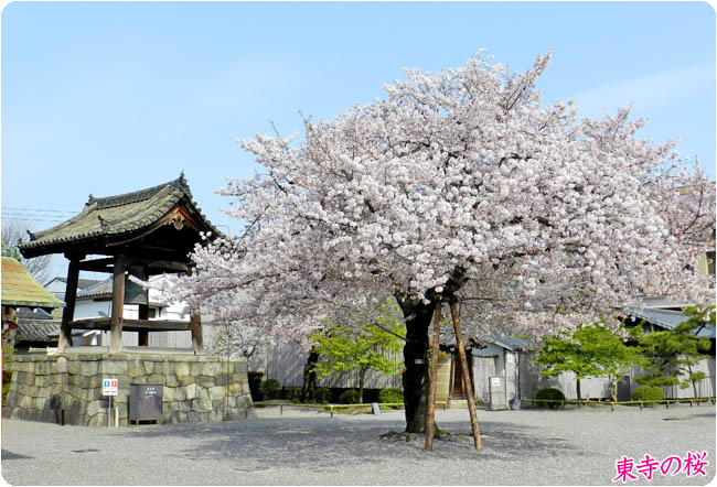 京都の桜東寺4