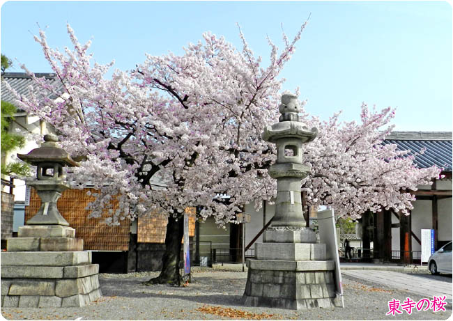 京都の桜東寺5