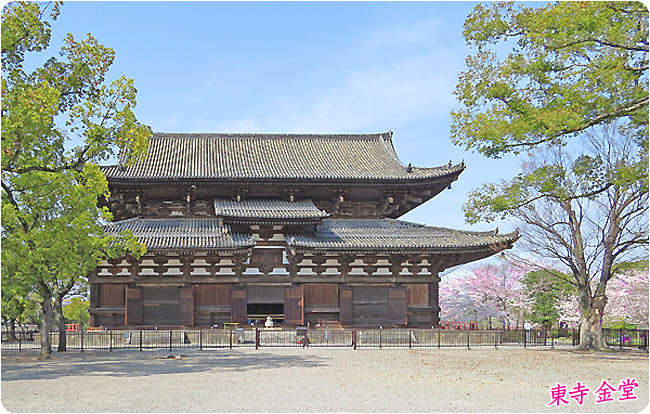 京都の桜東寺6