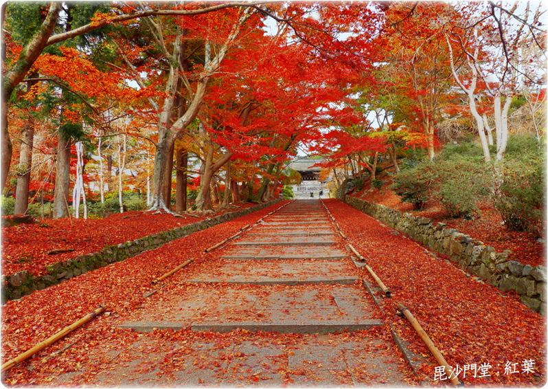 毘沙門堂紅葉1