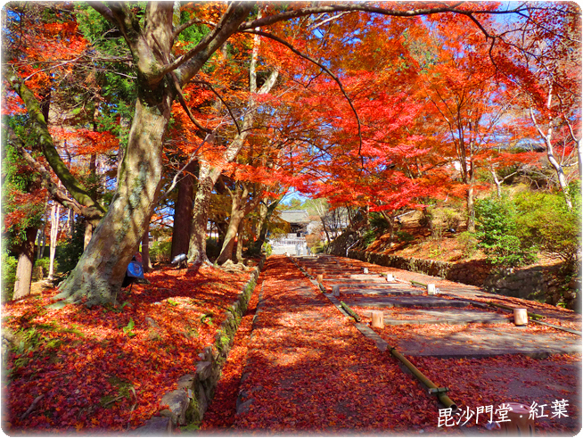 毘沙門堂紅葉3