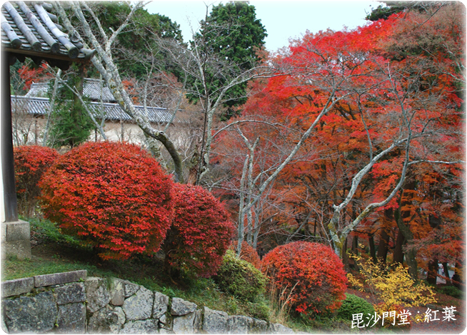 毘沙門堂紅葉7