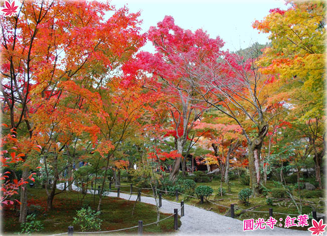 圓光寺紅葉3