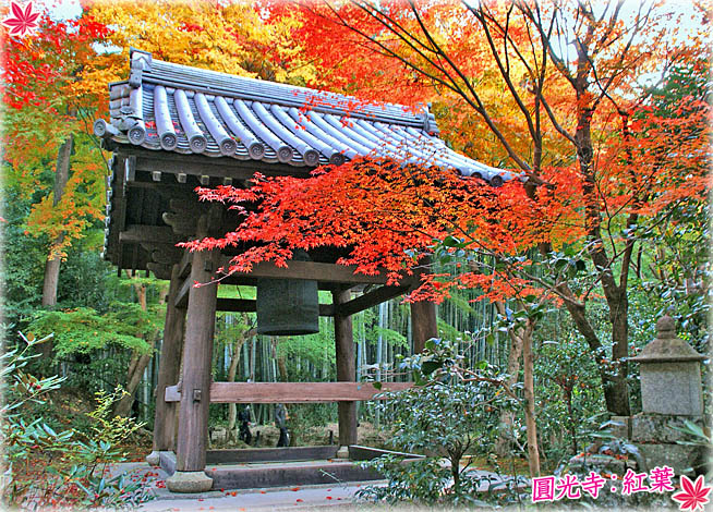 圓光寺紅葉5