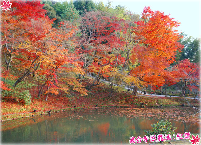 高台寺紅葉5