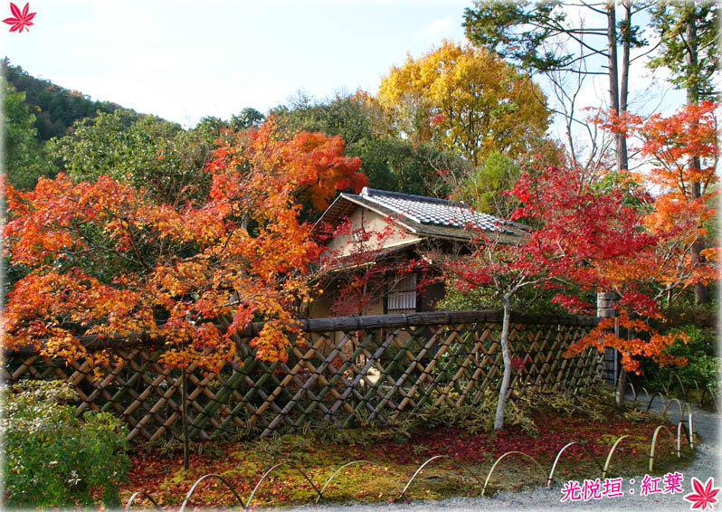 光悦寺紅葉2