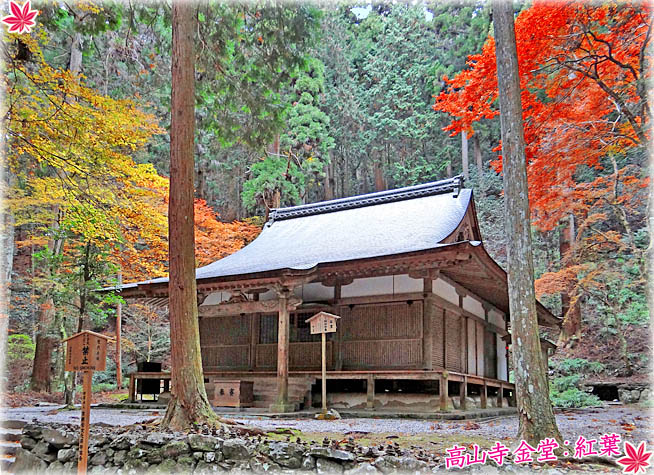 高山寺紅葉3