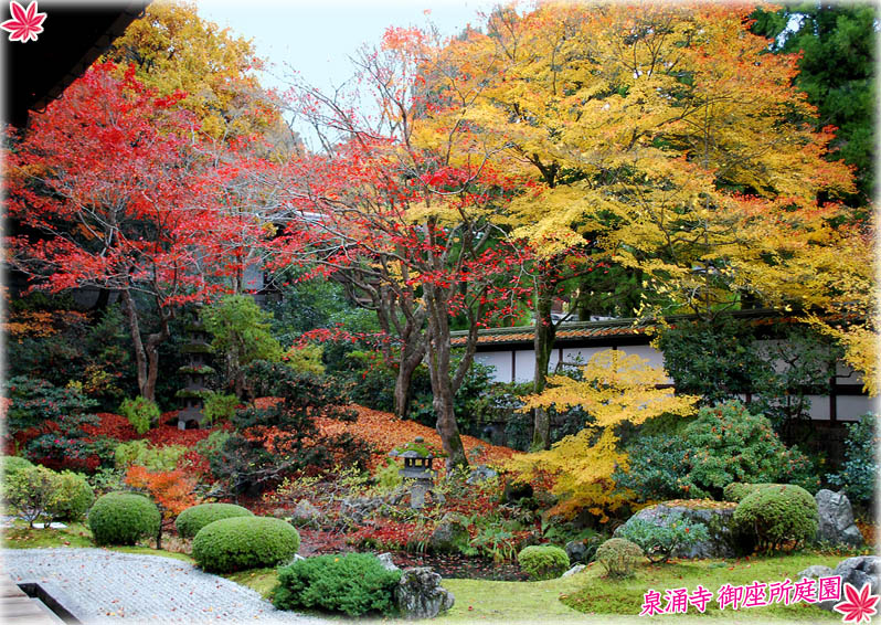 泉涌寺紅葉1