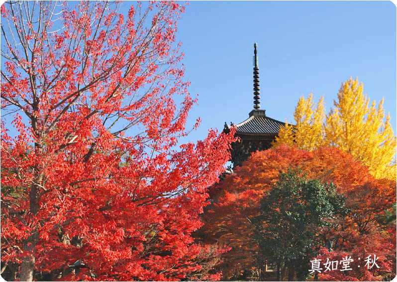 真如堂紅葉-2