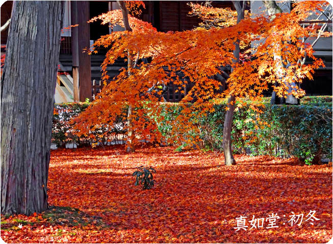 真如堂紅葉-6