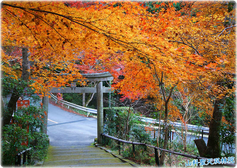 双林院紅葉2