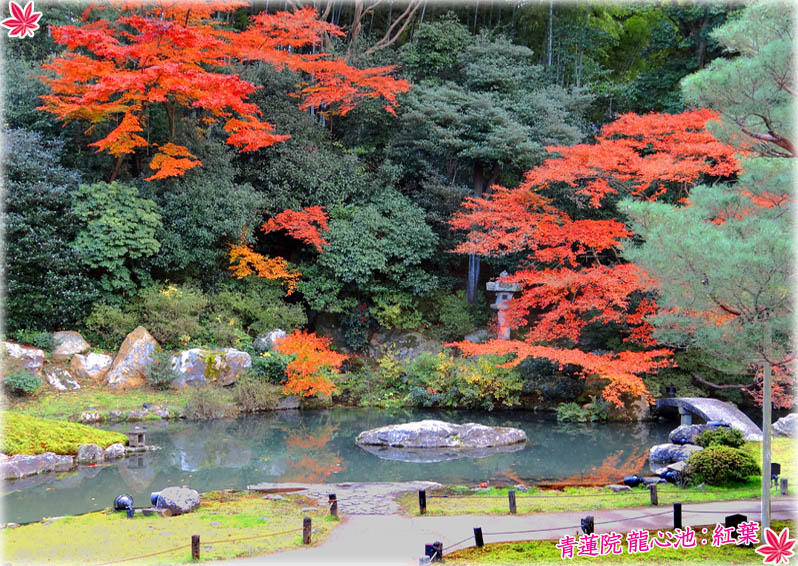 青蓮院紅葉1