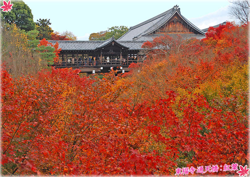 東福寺紅葉1