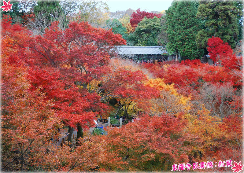 東福寺紅葉2