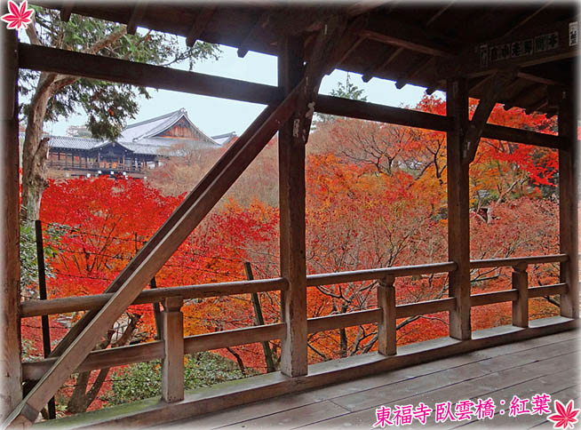 東福寺紅葉4