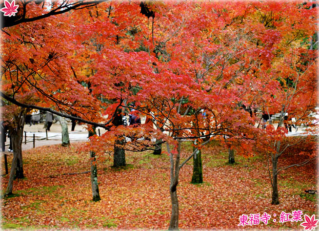 東福寺紅葉5