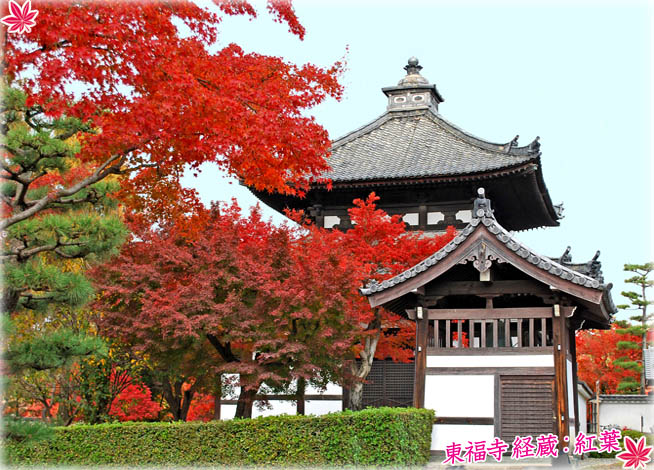 東福寺紅葉6