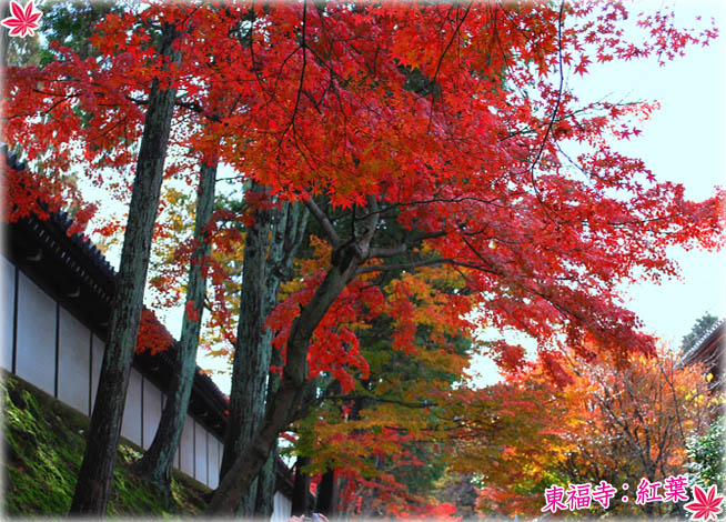 東福寺紅葉7