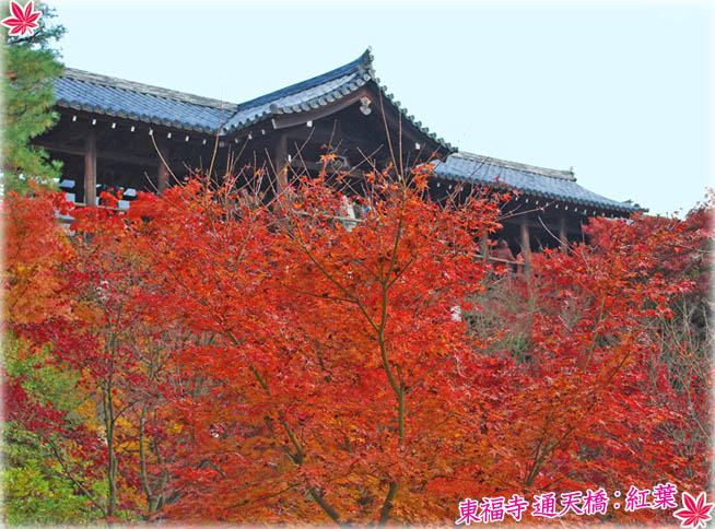 東福寺紅葉3