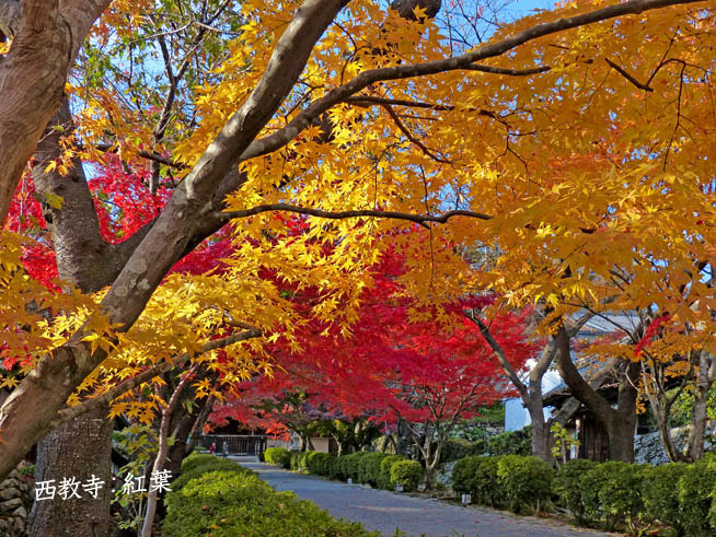 西教寺10