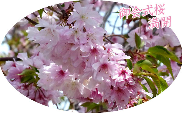御会式桜3