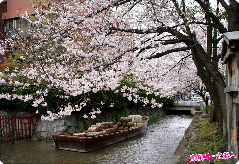 京瀬川一之船入桜2