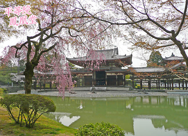 平等院　桜1