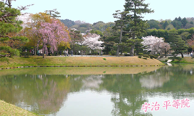 平等院　桜4