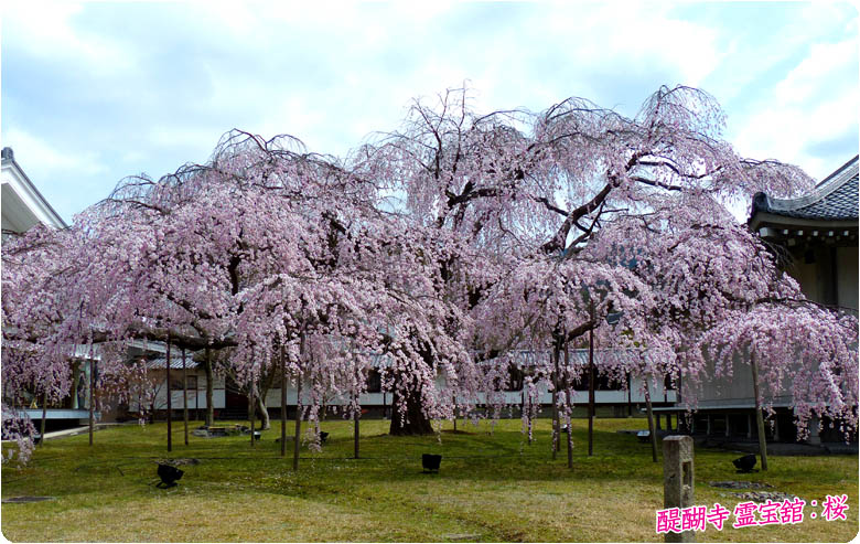 醍醐寺桜78-2