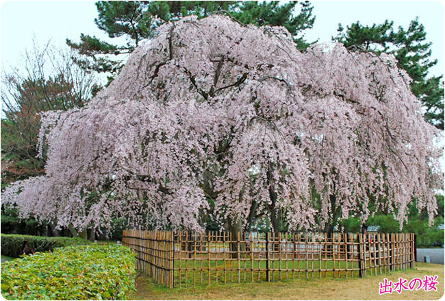 京都御苑の桜 京都御所