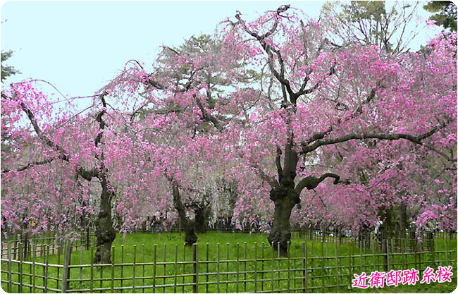 京都御苑の桜 京都御所