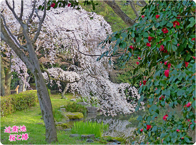 京都御苑桜3