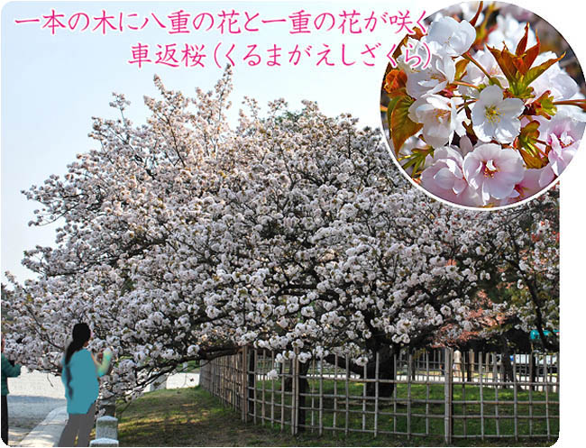 京都御苑の桜 京都御所