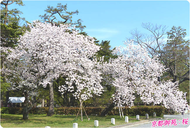 京都御苑の桜 京都御所