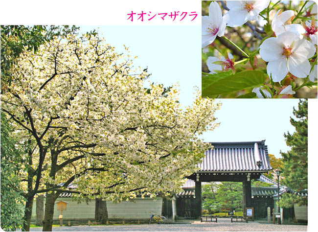 京都の桜御所7