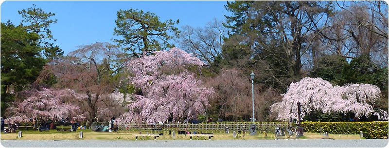 京都御苑の桜 京都御所