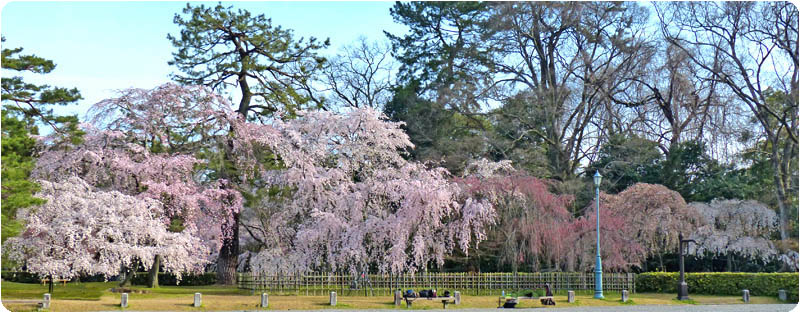 京都御苑の桜 京都御所