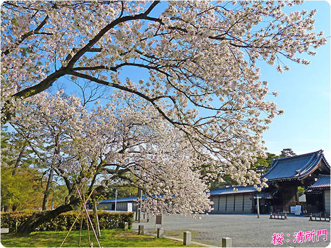京都御所清所門と桜
