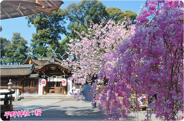 京都の桜平野神社2