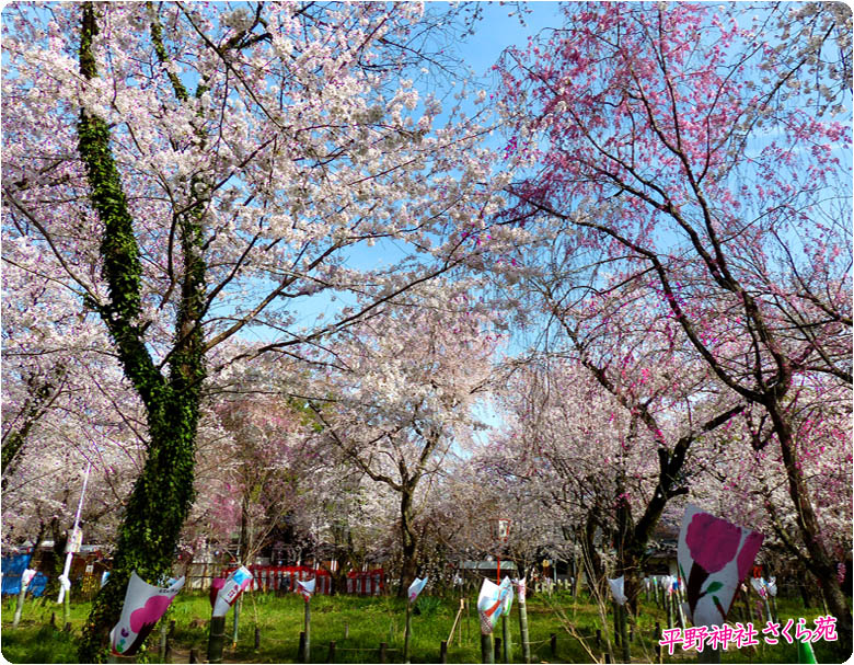 平野神社桜78-2