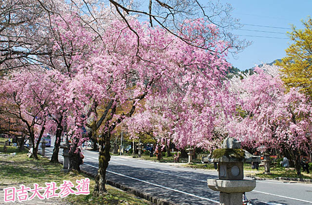 日吉大社 桜3