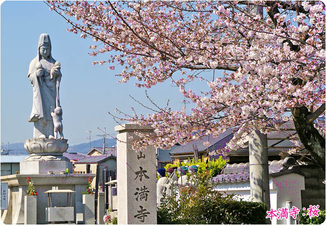 京都の桜本満寺4