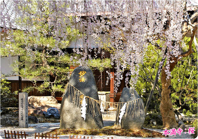 京都の桜本満寺5
