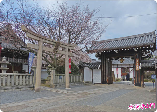 京都の桜本満寺7