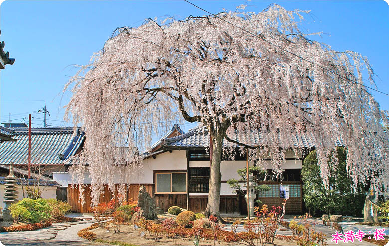 京都の桜本満寺78-1