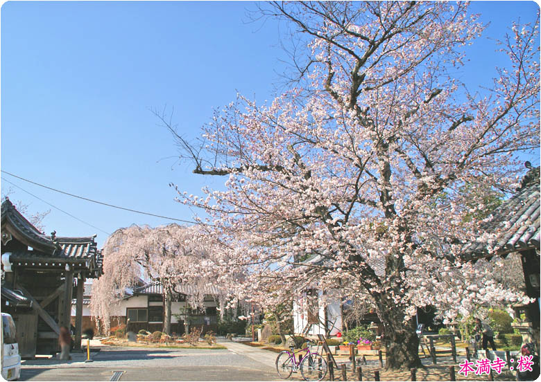 京都の桜本満寺78-2