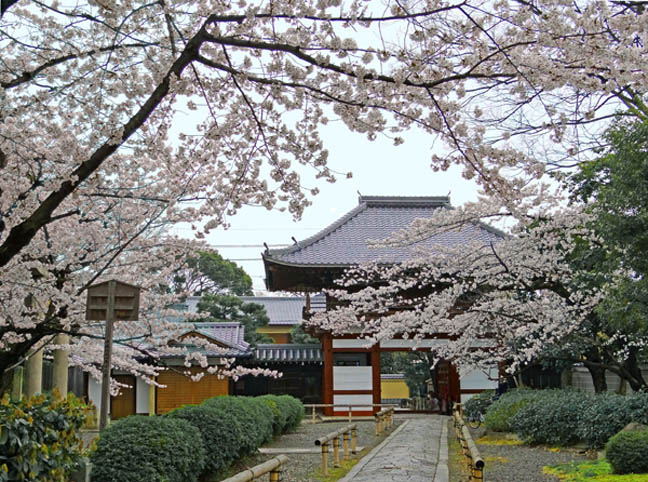 本法寺の桜2