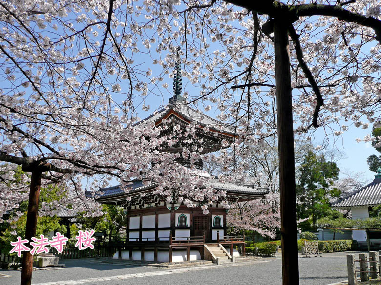 本法寺の桜78-1