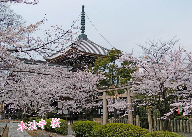 本法寺の桜78-2